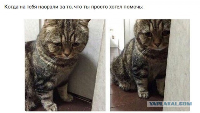 Подборка смешных комментариев из сети