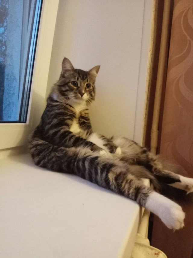 Котовторник 04.07.17