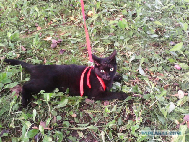 Котовторник 11.07.2017
