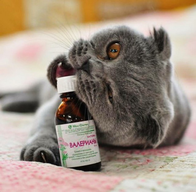 Коты и Кошки