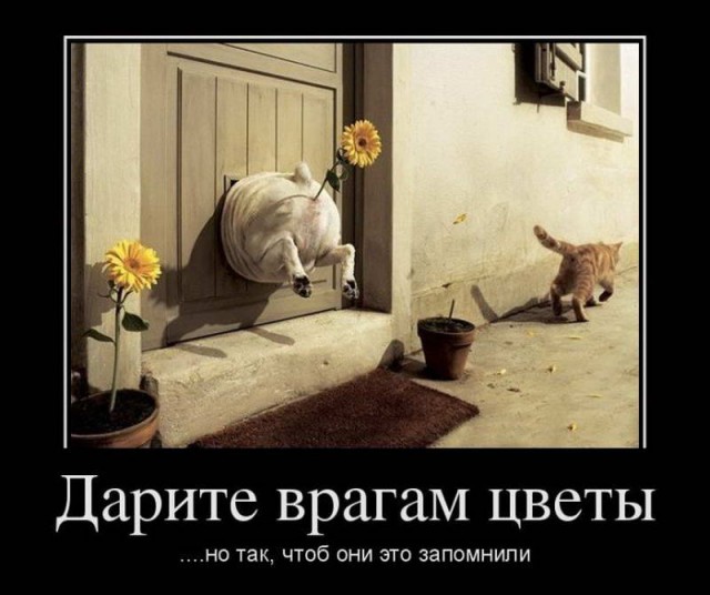 Коты. Отнюдь не ми-ми-ми.