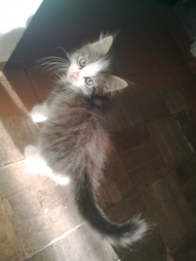 Коты и Кошки