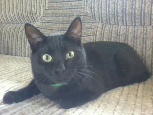 Коты и Кошки