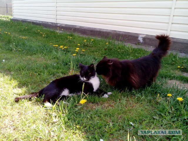 Котовторник 28.11.2017