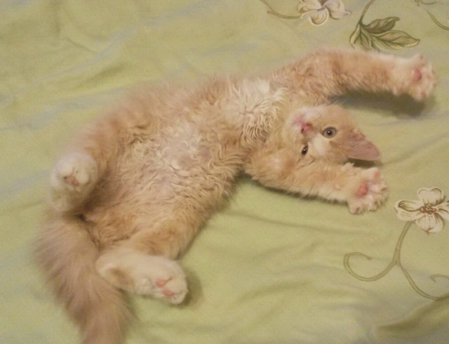 Котовторник 28.11.2017