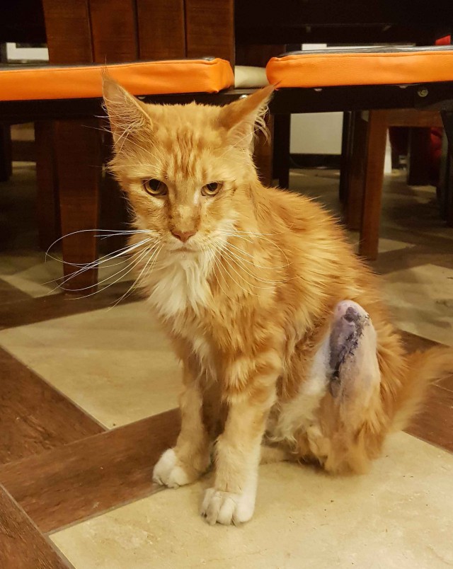 “Не бойся, я всё знаю!” Приютский кот принял бездомного котенка, как родного