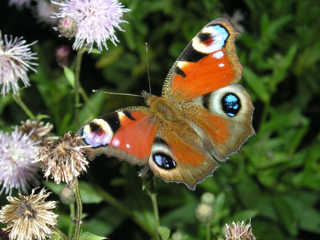 Просто Природа