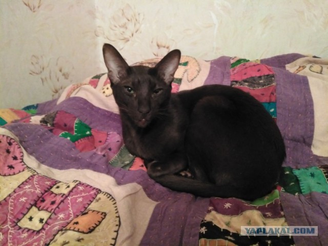 Ушастые кошки