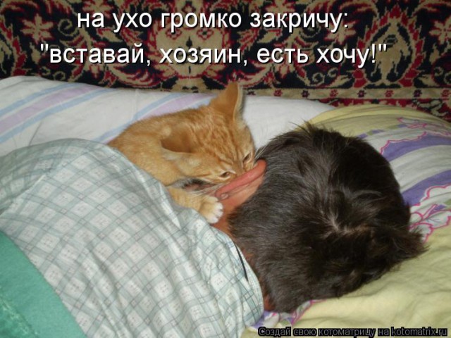 Тридцать причин обменять жену на котейку.