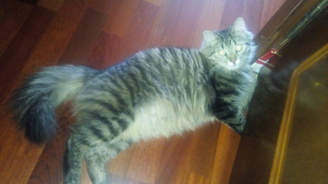 Котовторник