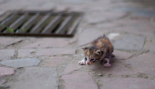 Прикольные коты на среду! ОЧЕНЬ МНОГО! Часть 2