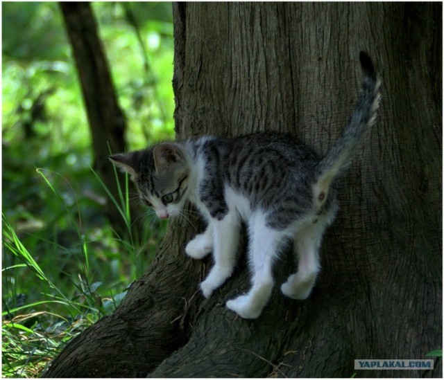 Котовторник на ЯПлакалъ