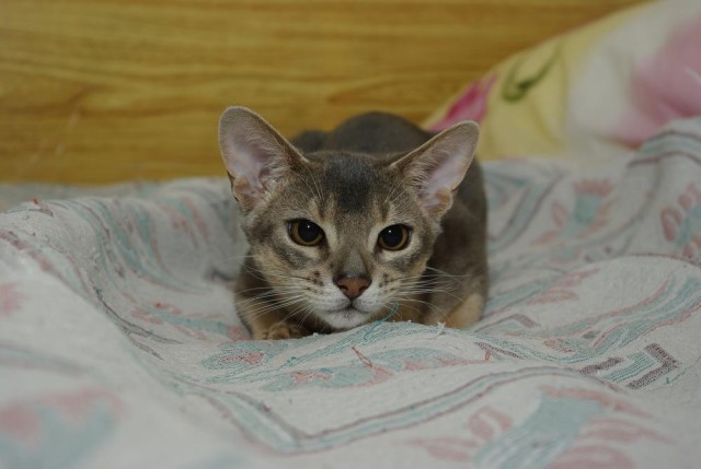 Забыли котовторник? А вот он!