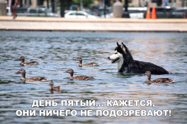 Милые животные. Мимиметр сломался