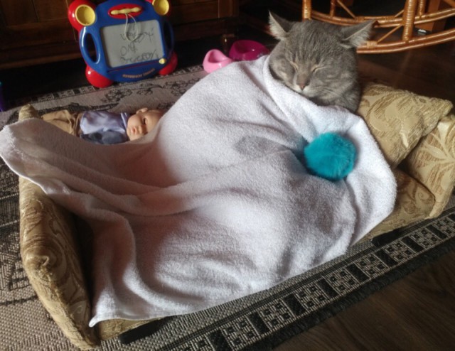 Прикольных котов пост