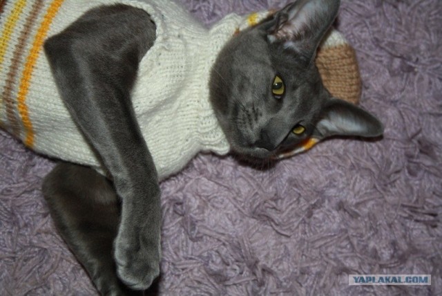 Котовторник  07.06.11