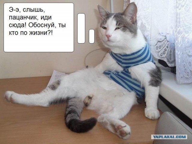 Котэ дембель