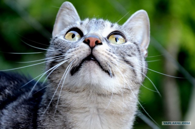 Котовторник объявляется открытым!
