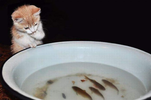 Немного милоты