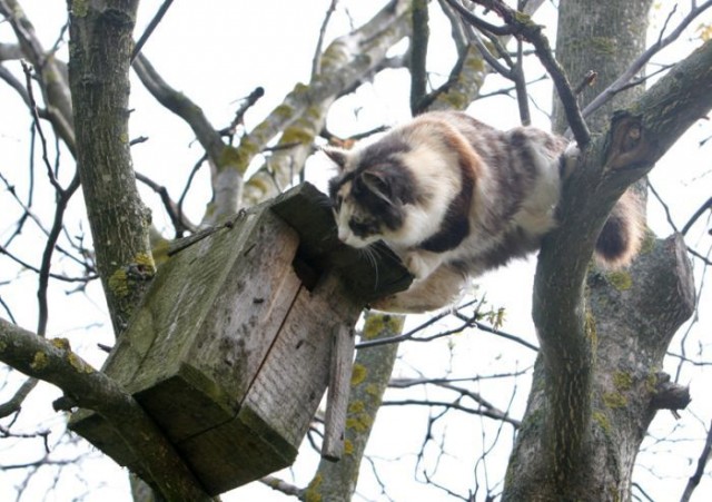 Котовторник! 11.10.11