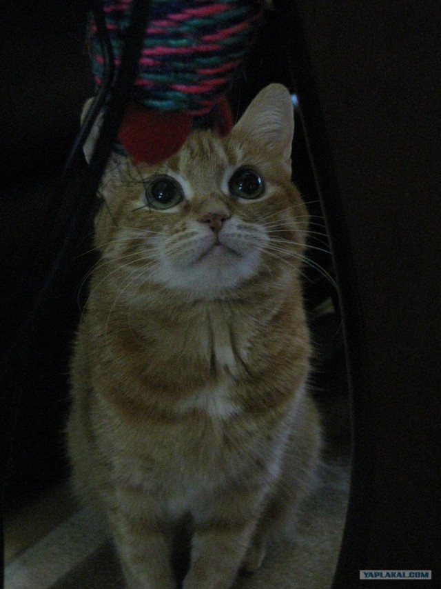 Ну и где ваш котовторник?