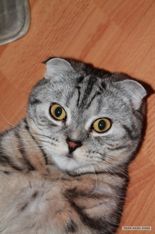 Котовторник (31.01.2012)
