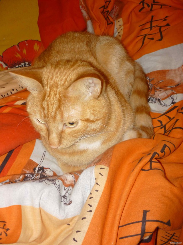 Котовторник 20.03.2012