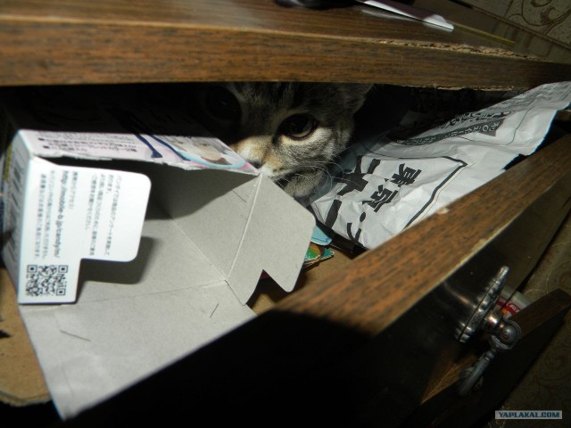 Котовторник 27.03.2012
