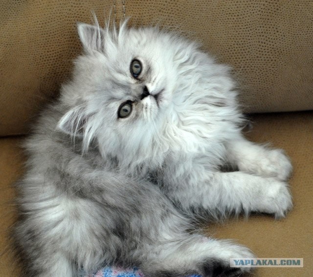 Котовторник  от 3.04.2012