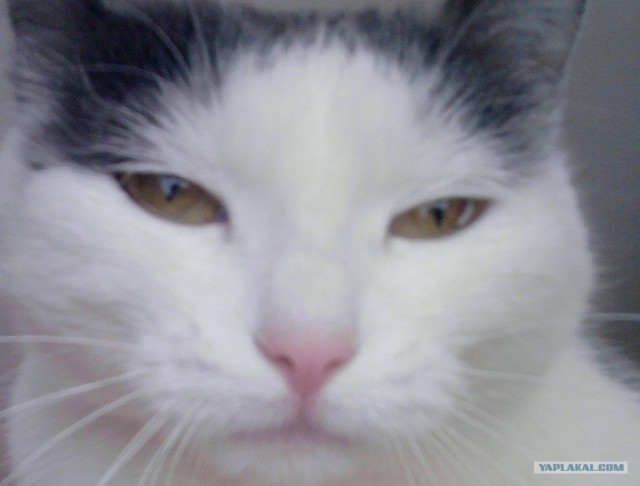 Котовторник 17.04.2012