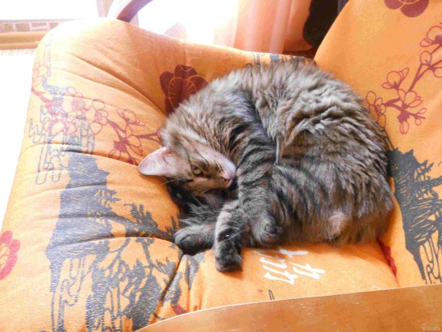Котовторник 29.05.2012
