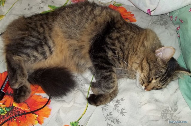 Котовторник 31.07.2012 г.