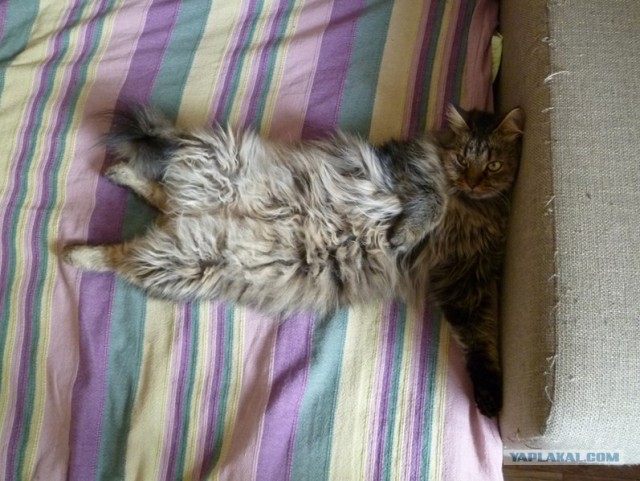 Котовторник  14.08.2012.
