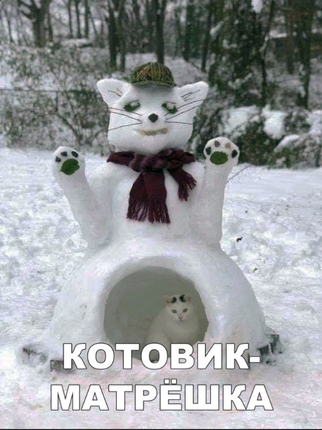 Забавные фото котеек