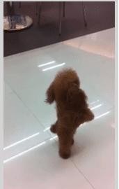 Вы не видели мою маму?