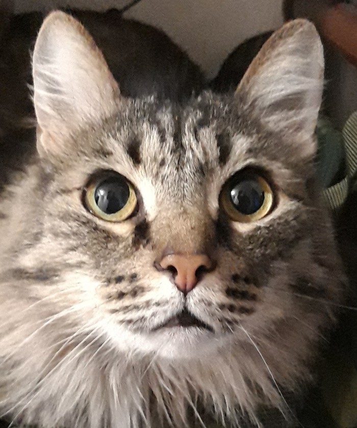 Чо, поцоны? Котовторнег?!