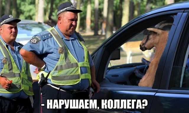 Я тебя застрелю, закрой рот