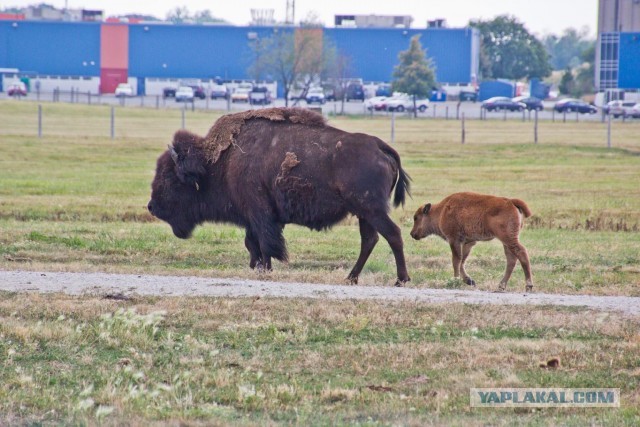 Цены в США на продукты питания