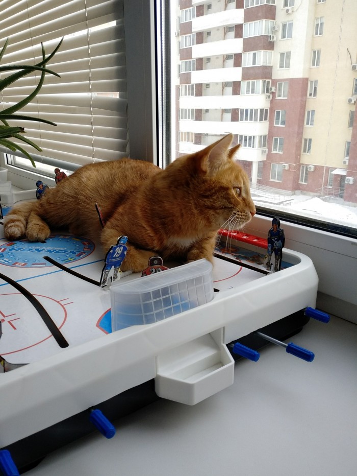 Отданные даром. К котовторнику
