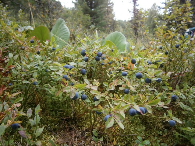 На конягах по Алтаю