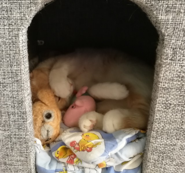 Котовторнику быть!