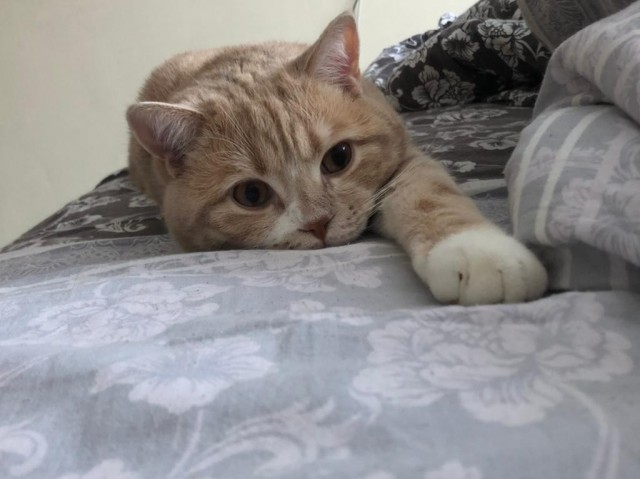 Котовторнику быть!