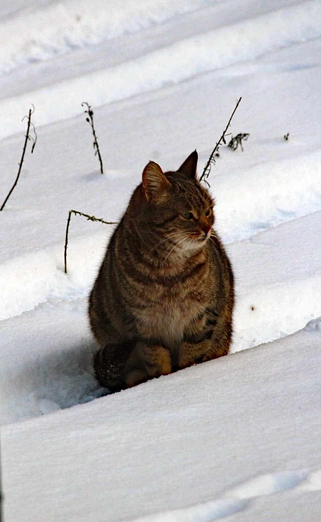 Всех с праздничком, но про котовторник не забываем))