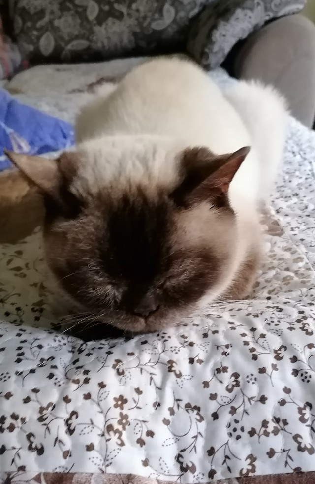 Даешь котовторник!