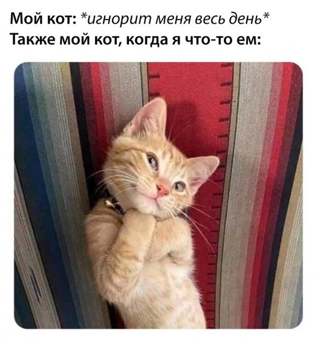 Весёлый полтишок 21.07