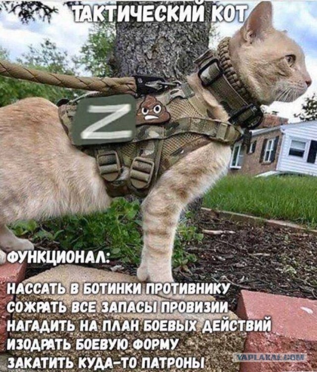 Ну, поехали в котоввторник!