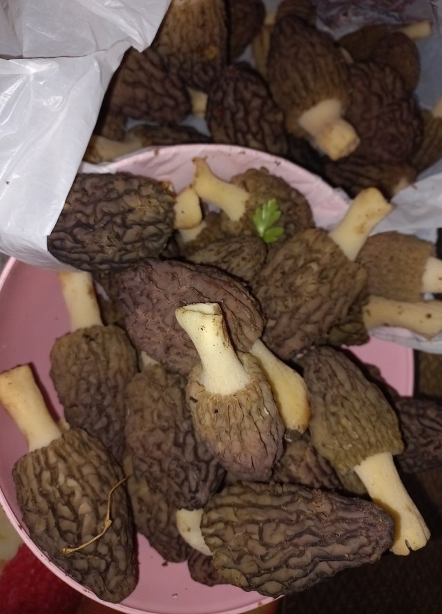 С началом грибного сезона, грибники!