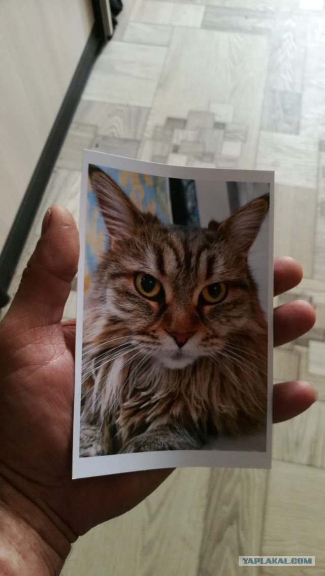 Ура! Котовторник.