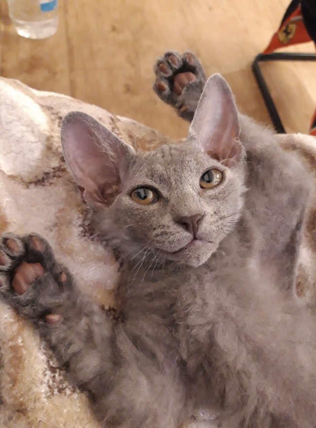 С Котовторником вас! Зовут Чеса!