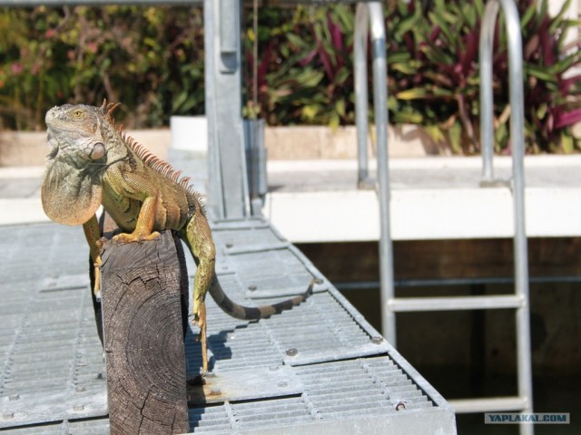 Майами город солнца и океана.